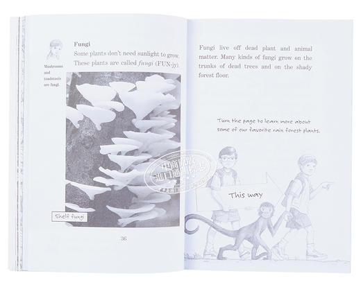 预售 【中商原版】神奇树屋小百科系列1-25册 Magic Tree House Fact Tracker 25册 商品图6