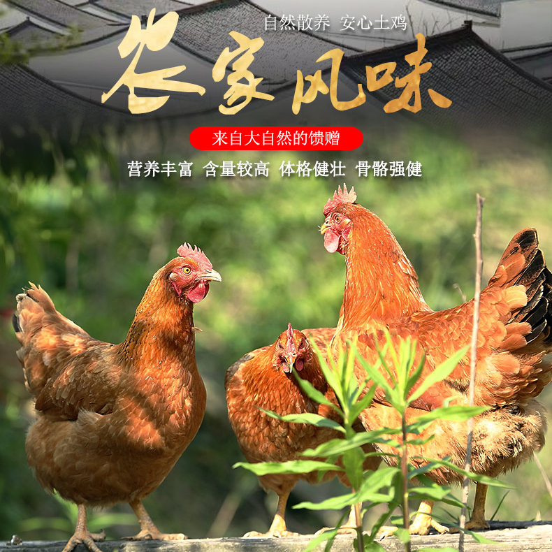 广东连南农家土鸡（散养180天）
