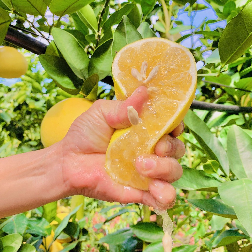 福建黄金葡萄柚  3-8斤装（剥柚子一样，不要刀切）