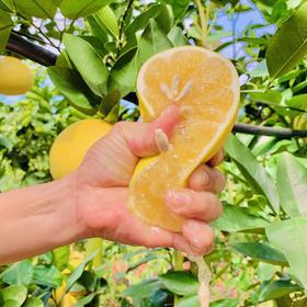 福建黄金葡萄柚  3-8斤装（剥柚子一样，不要刀切）