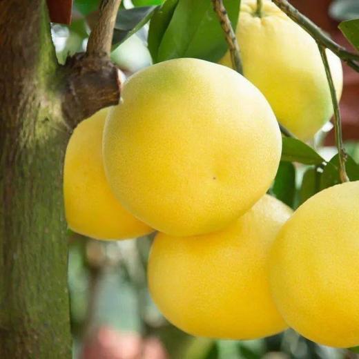 福建黄金葡萄柚  3-8斤装（剥柚子一样，不要刀切） 商品图4