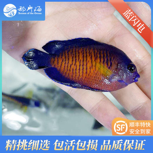 蓝闪电Centropyge bispinosus 商品图2