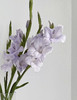 香芋紫剑兰（5月27日下午取花），超美超喜欢，花瓣的纹路像被画师细细描绘过，一束5支原价68元，团购价18元 商品缩略图5