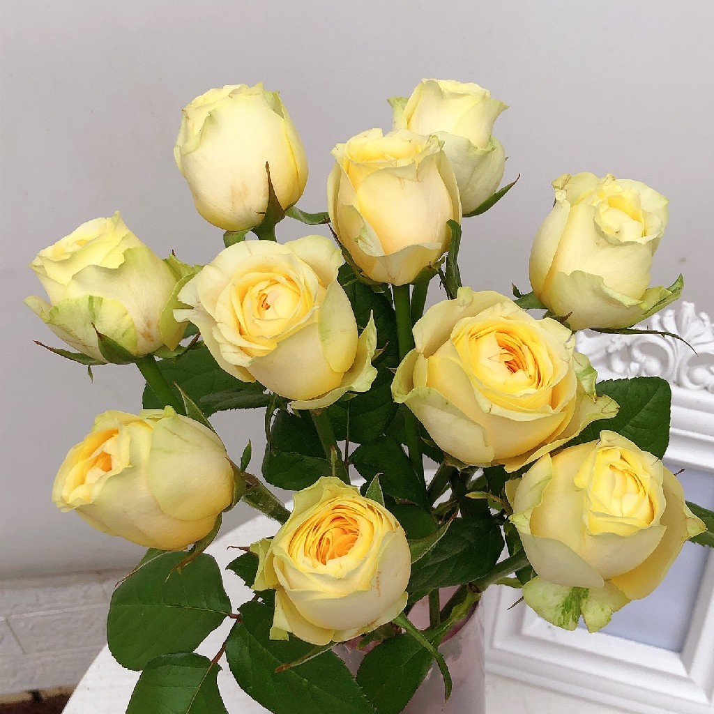 方德暖玉玫瑰1扎10枝每10枝1枝不售后冷链包邮