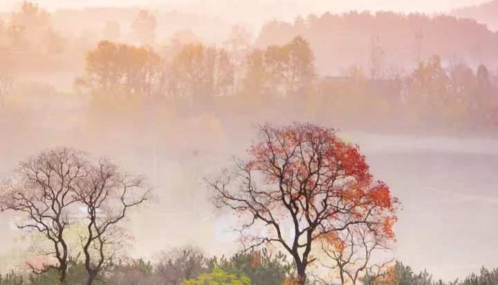大别山秋色丨罗田水中红叶&柿子古村、大悟乌桕红叶、钱冲古银杏群落6天摄影团