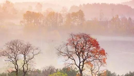 大别山秋色丨罗田水中红叶&柿子古村、大悟乌桕红叶、钱冲古银杏群落6天摄影团 商品图0