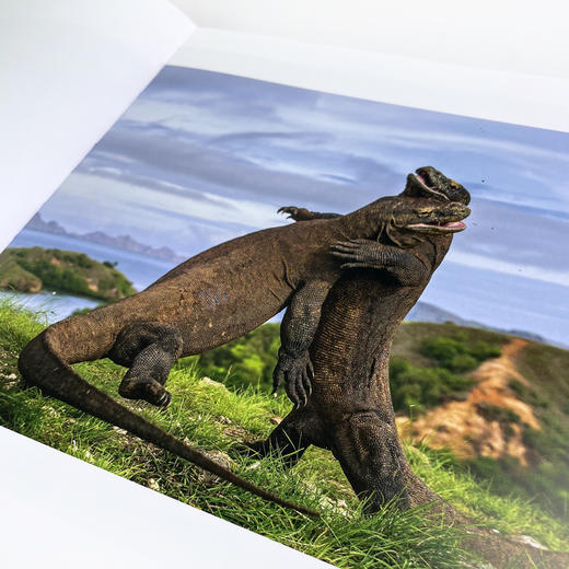 后浪正版 万物有灵：国际野生生物摄影年赛第51届获奖作品 动物摄影自然摄影艺术书籍 商品图7