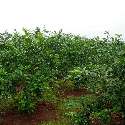 精品柠檬（有机方式种植） 商品图3