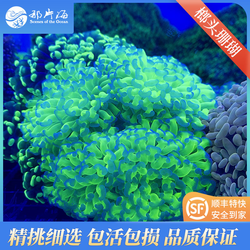榔头珊瑚Euphyllia paranchora