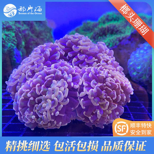 榔头珊瑚Euphyllia paranchora 商品图5