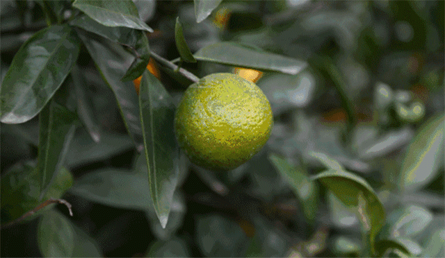  【一年好景君须记，橙黄橘绿时】据说这是全国好吃的桔子，只知它皮薄多汁 