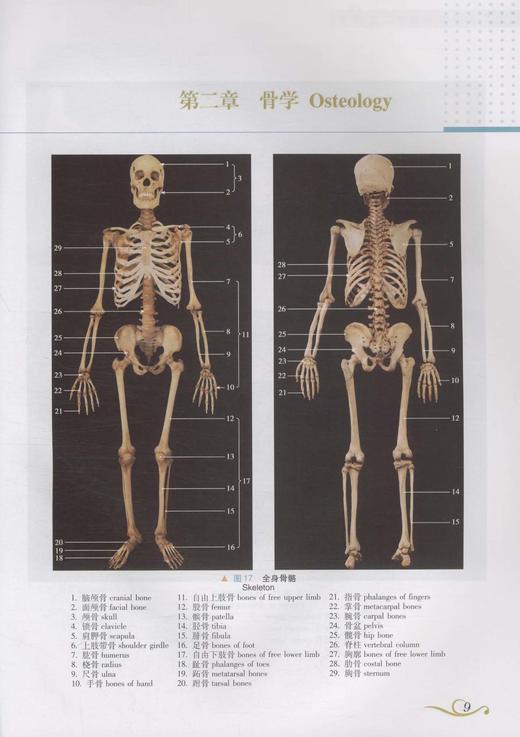 系统解剖学彩色图谱 段坤昌 等主编 人民卫生出版社 西医 基础医学 参考书 官方直营 正版保证 9787117160070 临床医生必读 商品图3