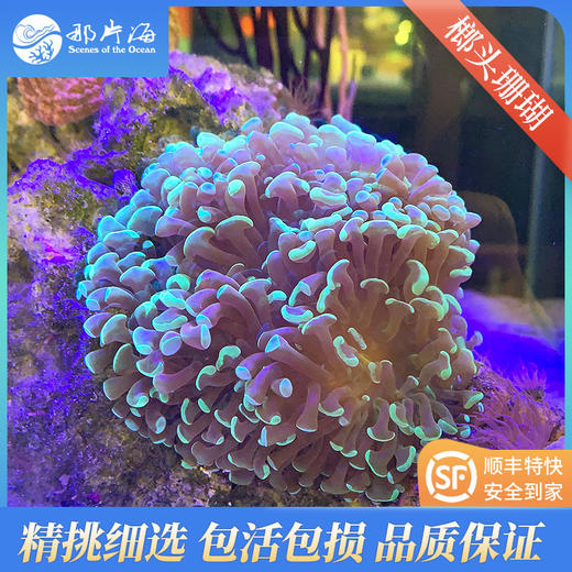 榔头珊瑚Euphyllia paranchora 商品图1