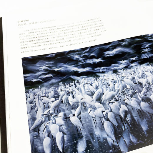 后浪正版 万物有灵：国际野生生物摄影年赛第51届获奖作品 动物摄影自然摄影艺术书籍 商品图5