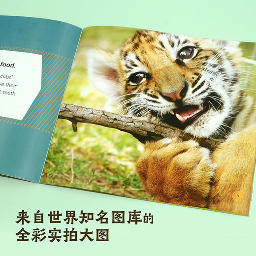 万物由来双语百科(套装/第一级/第二级/第三级/第四级) 商品图8