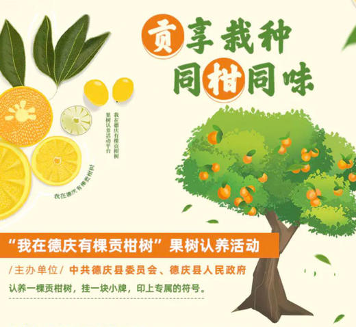 我在德庆有棵贡柑树 商品图1