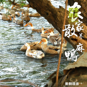 两年散养老鸭（净重1.8-2.2斤/只）
