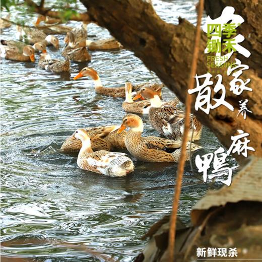 两年散养老鸭（净重1.8-2.2斤/只） 商品图0
