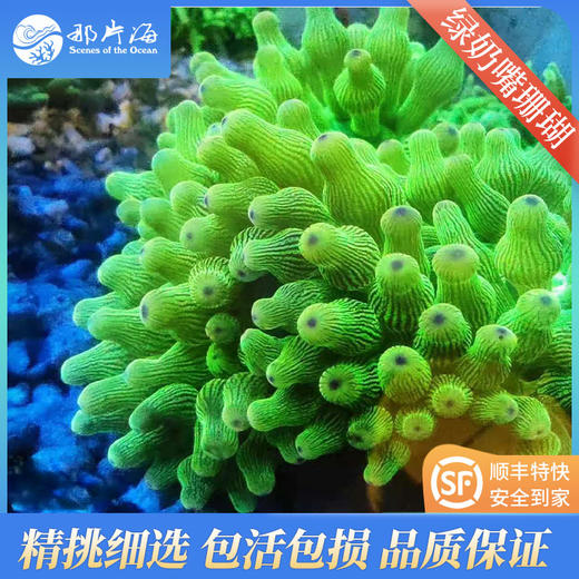 绿奶嘴珊瑚Entacmaea quadricolor 商品图0