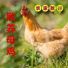 散养母鸡（竹林散养） 商品缩略图1