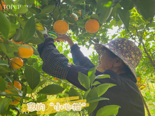 我在德庆有棵贡柑树 商品图2