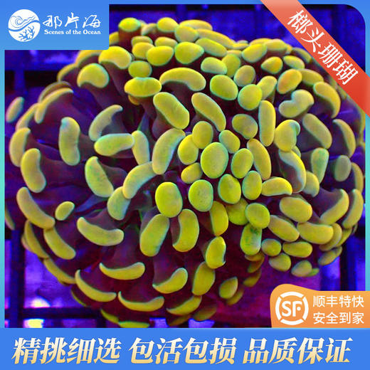 榔头珊瑚Euphyllia paranchora 商品图4