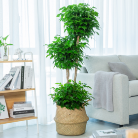 这6种寓意好的绿植，你不能错过！