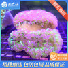 榔头珊瑚Euphyllia paranchora 商品缩略图3