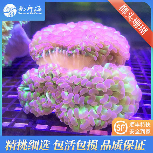 榔头珊瑚Euphyllia paranchora 商品图3