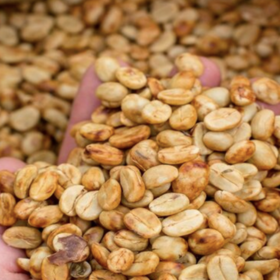 日签｜哥斯达黎加蜜处理之黄蜜