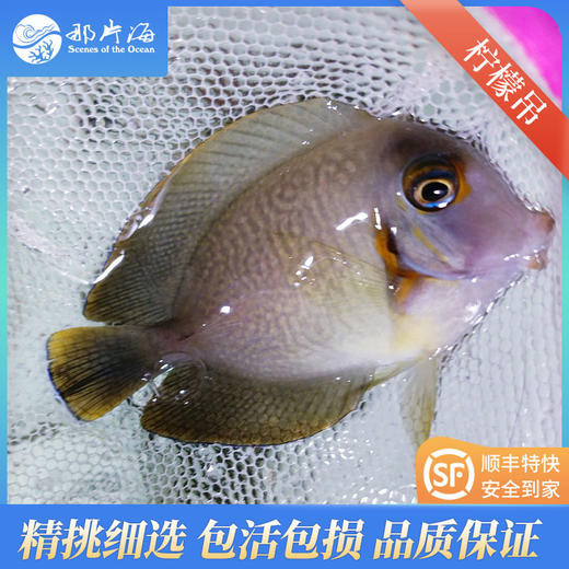 柠檬吊 商品图0