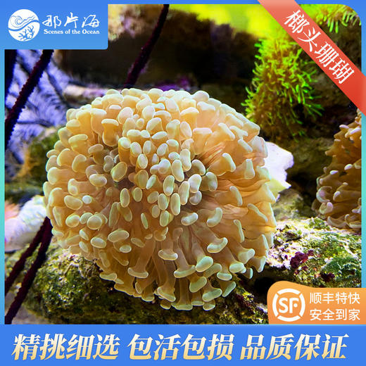 榔头珊瑚Euphyllia paranchora 商品图2