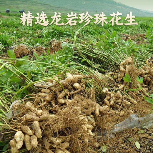 【广东味道】陈皮花生450克 传统制作 柑香浓郁 可口香脆 陈皮可泡水 办公休闲零食230克即食花生 商品图3