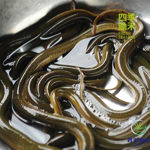 【预售】生态小黄鳝500g    预售产品需提前一天预订哦 商品图1