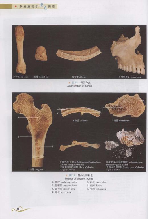 系统解剖学彩色图谱 段坤昌 等主编 人民卫生出版社 西医 基础医学 参考书 官方直营 正版保证 9787117160070 临床医生必读 商品图4