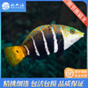 斑节熊猫龙Hemigymnus fasciatus 商品缩略图0