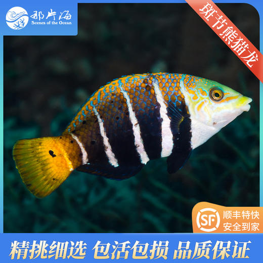斑节熊猫龙Hemigymnus fasciatus 商品图0