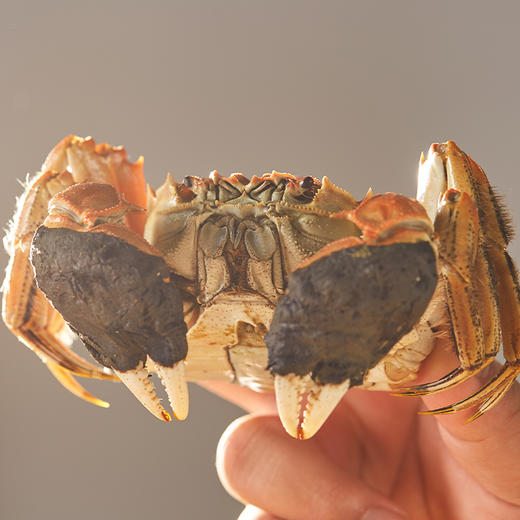 【礼券】 湖中之王 大闸蟹礼券湖中严选3288型 公蟹4.5两/只 母蟹3.5两/只 4对8只礼品卡螃蟹券 生鲜海鲜水产 商品图1