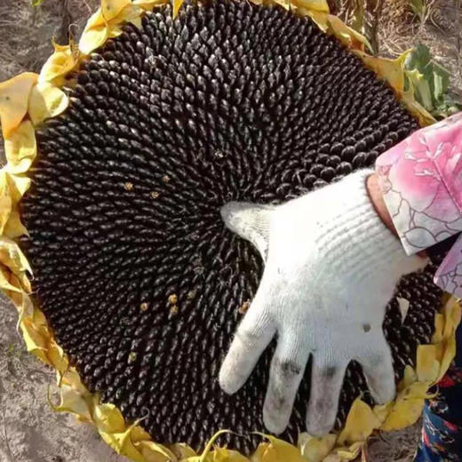 【广东味道】陈皮瓜子独特的陈皮风味 新会8年陈皮 水煮工艺 好吃 2袋450克即食 商品图2