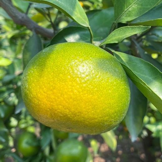 水果生鲜云南蜜橘子青皮蜜桔子新鲜孕妇水果当季整箱青橘子柑