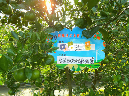 我在德庆有棵贡柑树 商品图5