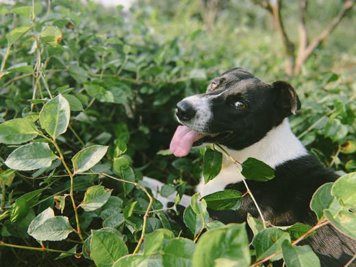 我在德庆有棵贡柑树 商品图6