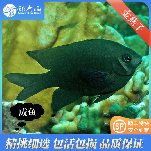 金燕子neoglyphidodon nigroris 商品图2