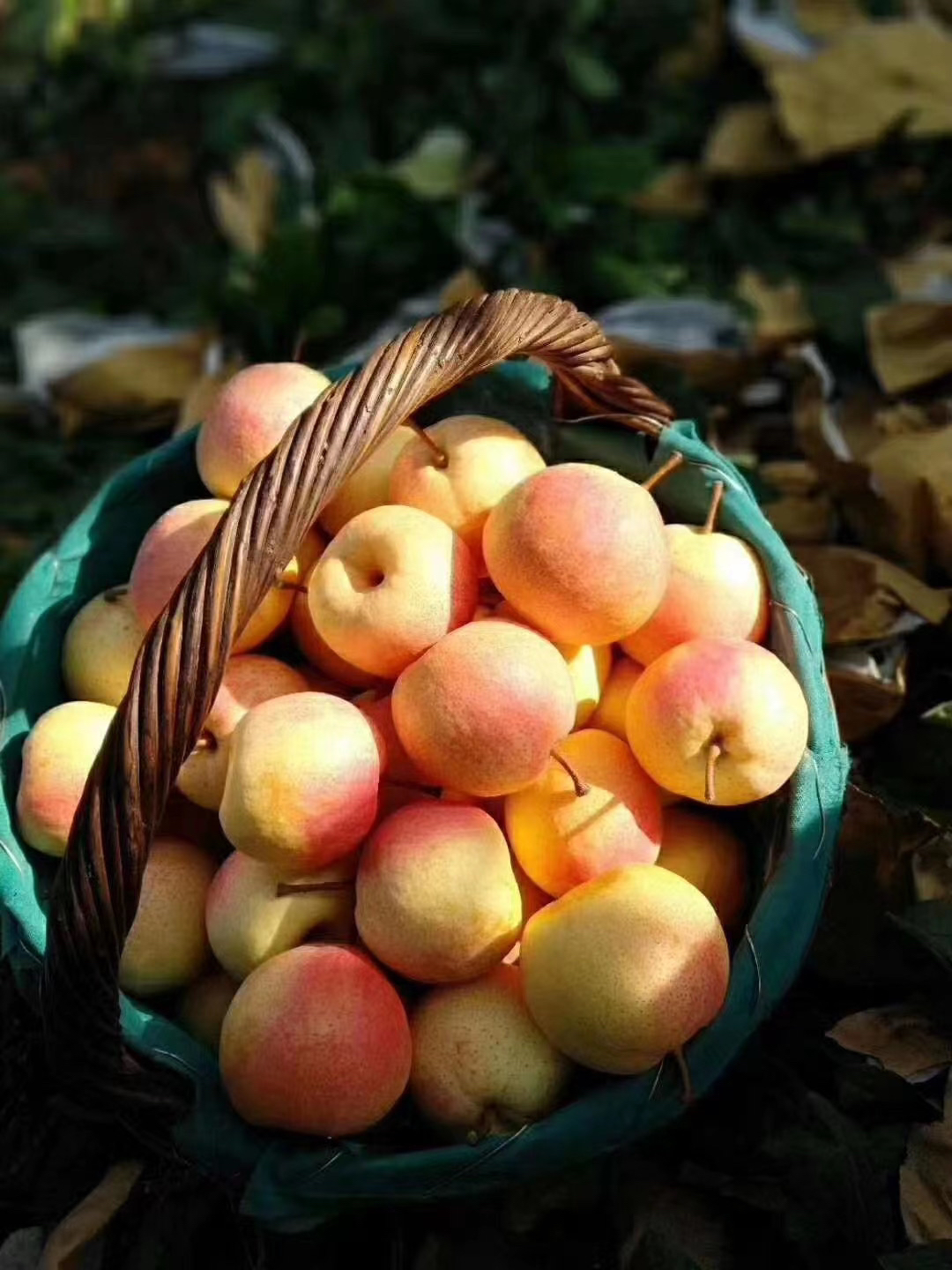 【京津冀包邮】佛见喜梨7斤装左右 约12个 酥脆香甜多汁,果肉细腻