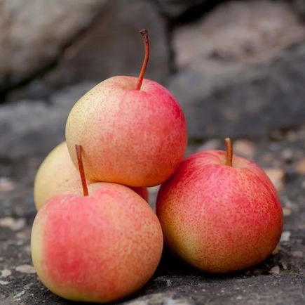 【京津冀包邮】佛见喜梨7斤装左右 约12个 酥脆香甜多汁,果肉细腻