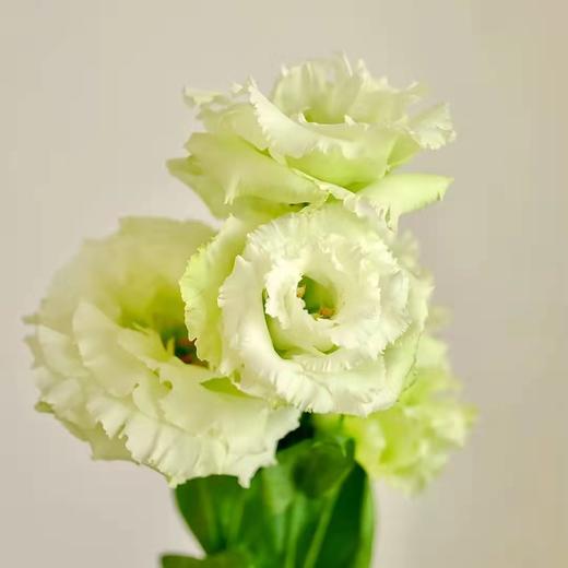 w基地ss洋桔梗a级波浪绿3