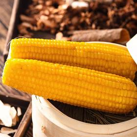 【果蔬精选】黄糯鲜食玉米 非转基因 黑土地种植 口感厚实有嚼劲 低脂肪更健康 早餐粗粮代餐 孕妇小孩都可以吃