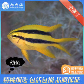 金燕子neoglyphidodon nigroris