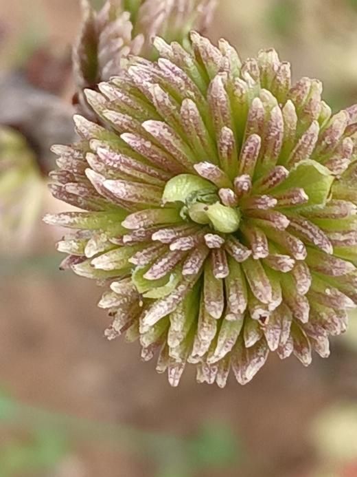 保山施甸杜仲雄花—花蕊/花蕾/花芽 商品图2