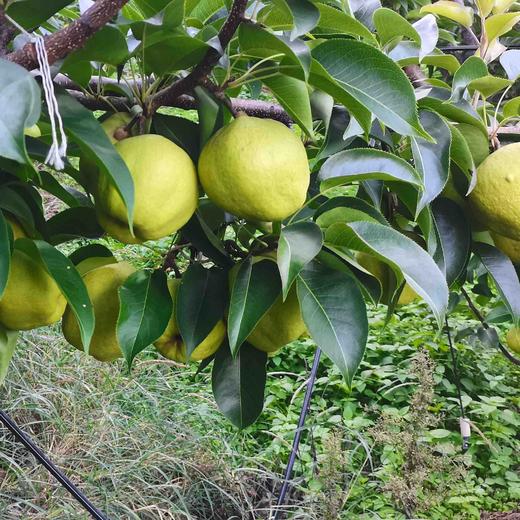 【古树蜂糖梨膏】  宾川秘境百年古树蜂糖梨柴火土灶慢熬而成/不加一滴水/无任何添加/新货顺丰包邮 商品图10